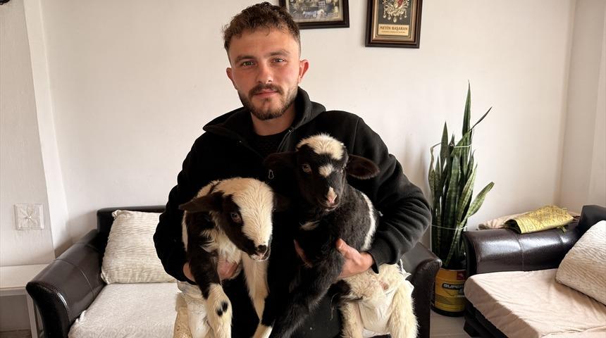 Yılın son g&uuml;n&uuml;n&uuml;n en i&ccedil; ısıtan g&ouml;r&uuml;nt&uuml;s&uuml;: İki kuzuya evinde bebek gibi bakıyor!