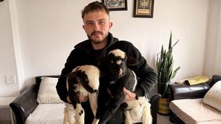 Yılın son gününün en iç ısıtan görüntüsü: İki kuzuya evinde bebek gibi bakıyor!