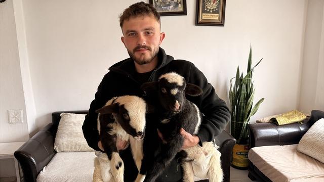 Yılın son gününün en iç ısıtan görüntüsü: İki kuzuya evinde bebek gibi bakıyor!