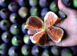 'Bursa Siyahı'nın ihracat yolculuğu başladı