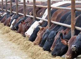 'Otomobil fiyatına kurbanlık' tepkisi