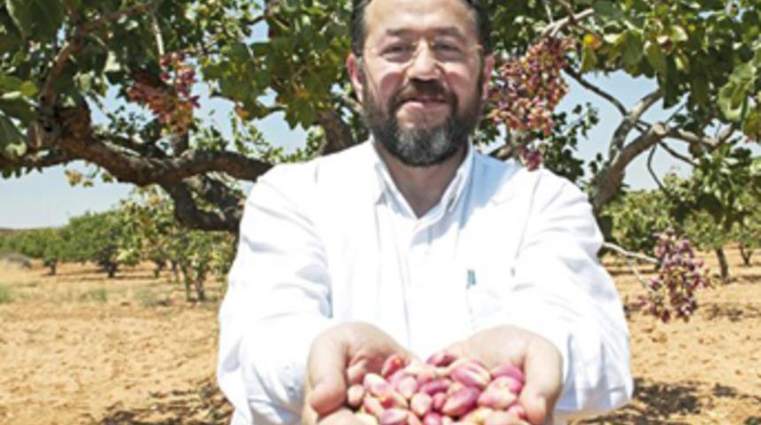 Fıstığın kilosu 15-50 TL olmalı!