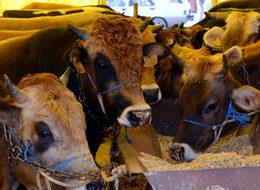 Kurbanlık fiyatlarına yüzde 10 zam