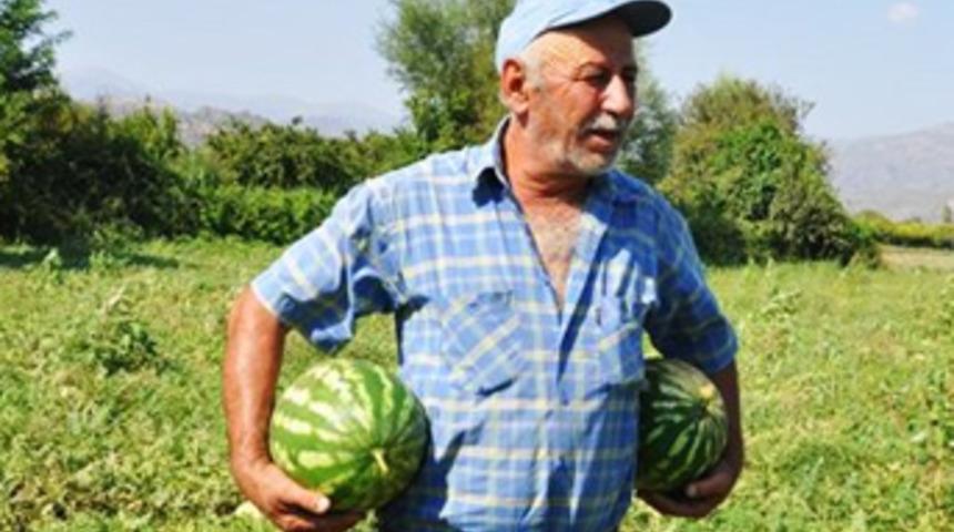 Gübresiz karpuz üreticisini sevindirdi