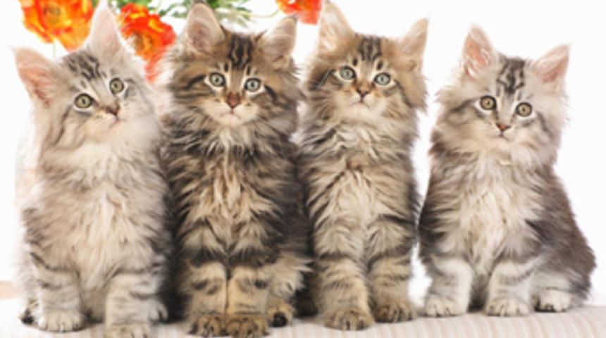Ev alana kedi bedava!