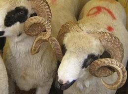 Kurbanlık fiyatları açıklandı