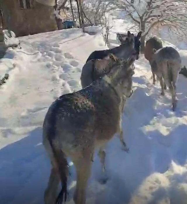 Şırnak&rsquo;ta sokak hayvanları barınaklara toplandı 2