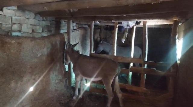 Şırnak&rsquo;ta sokak hayvanları barınaklara toplandı 3