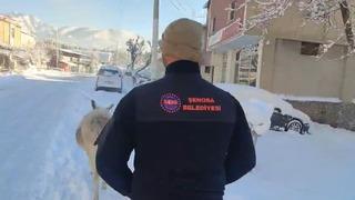 Şırnak’ta sokak hayvanları barınaklara toplandı