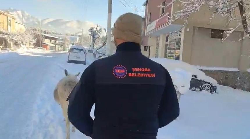 Şırnak&rsquo;ta sokak hayvanları barınaklara toplandı