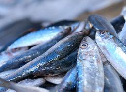 Hamsi rekora koşuyor! 30 yıldır böylesi görülmedi