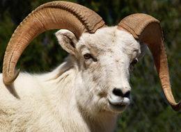 Kurbanlık fiyatları yüzde 25 arttı