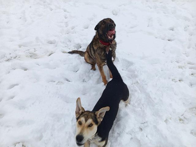 Musabeyli beyaza büründü 1