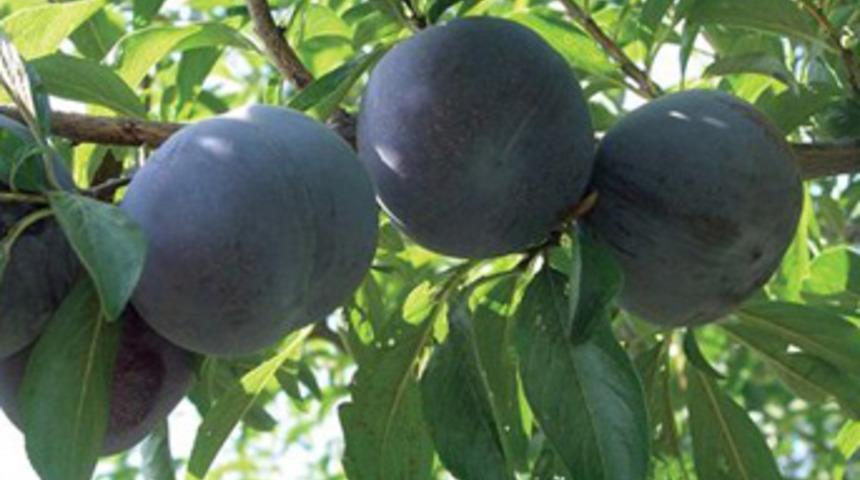 Hobi olarak yapıyordu, ihracata başladı