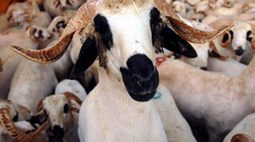 Kurbanlık fiyatları belli oldu