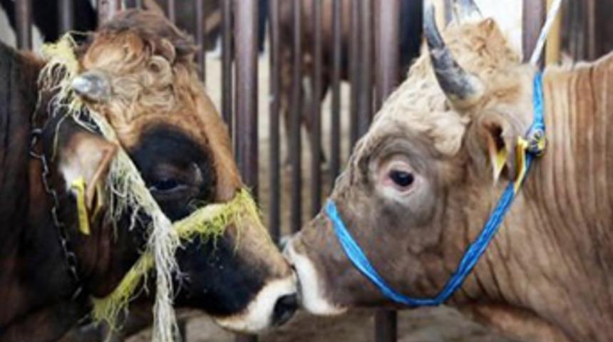 Bu uyarıya dikkat! Arada büyük fark var