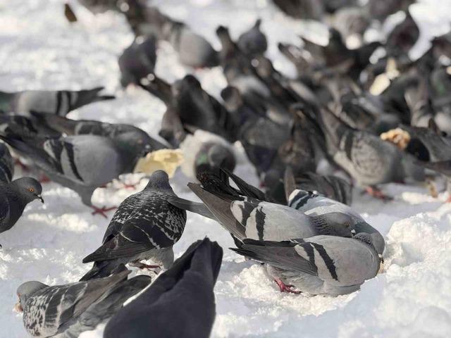 G&uuml;vercinleri yemleyen vatandaş y&uuml;rekleri ısıttı 8