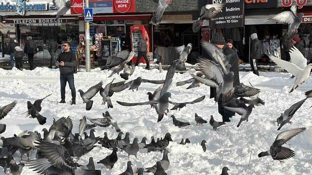G&uuml;vercinleri yemleyen vatandaş y&uuml;rekleri ısıttı 6