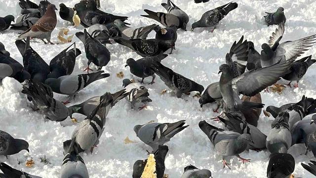 G&uuml;vercinleri yemleyen vatandaş y&uuml;rekleri ısıttı 3