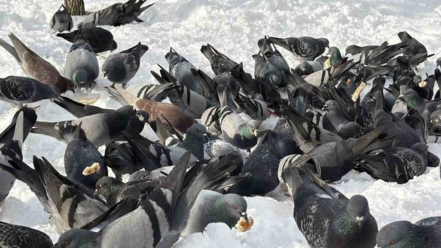 G&uuml;vercinleri yemleyen vatandaş y&uuml;rekleri ısıttı 2