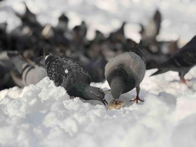 G&uuml;vercinleri yemleyen vatandaş y&uuml;rekleri ısıttı 1