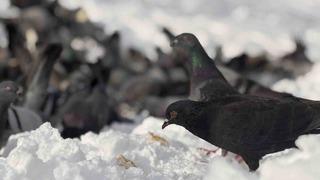Güvercinleri yemleyen vatandaş yürekleri ısıttı