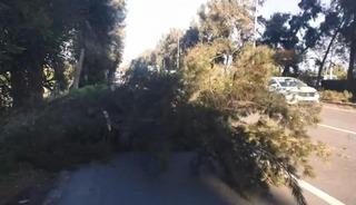 Şiddetli r&uuml;zgarda kırılan ağa&ccedil; yola devrildi