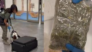 Uçakla gelen yolcunun valizindeki mısır gevreği kutularından uyuşturucu çıktı