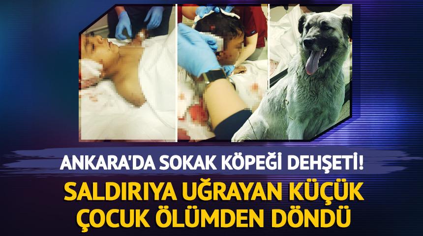 Ankara'da sokak k&ouml;peği dehşeti! K&uuml;&ccedil;&uuml;k &ccedil;ocuk &ouml;l&uuml;mden d&ouml;nd&uuml;