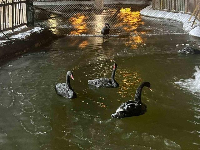 Ankara adeta buz kesti! Kar yağışı sonrası eksi 11 dereceye kadar düştü 3