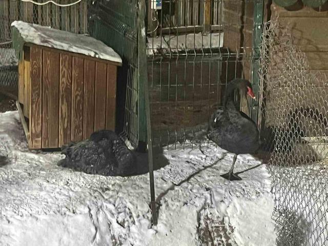 Ankara adeta buz kesti! Kar yağışı sonrası eksi 11 dereceye kadar düştü 1