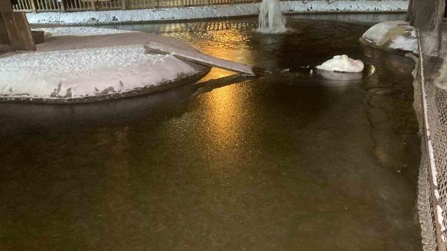 Ankara adeta dondu! Kuğulu Park&rsquo;ın havuzu buz tuttu