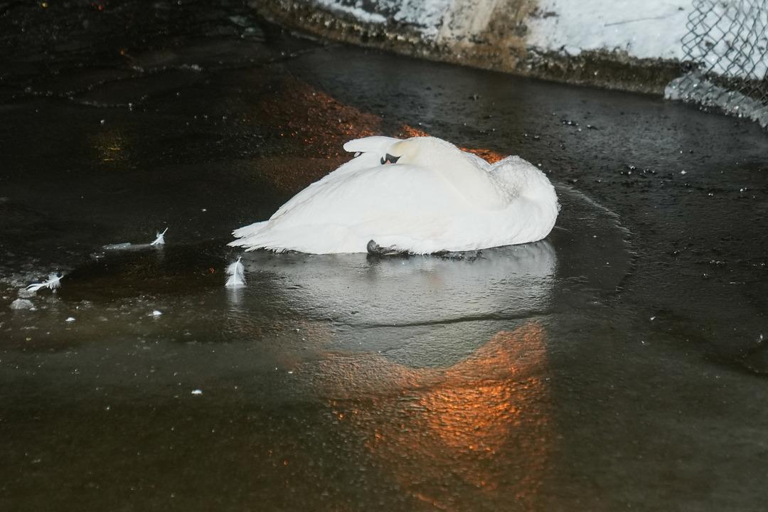 Başkentin simgesi Kuğulu Park ta kartpostallık kış g&ouml;r&uuml;nt&uuml;leri 3