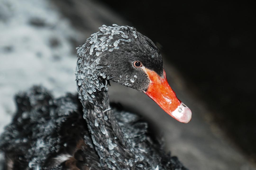 Başkentin simgesi Kuğulu Park ta kartpostallık kış g&ouml;r&uuml;nt&uuml;leri 2