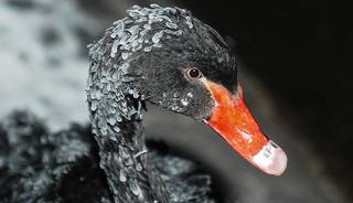 Başkentin simgesinde kartpostallık kış g&ouml;r&uuml;nt&uuml;leri