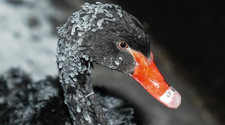 Başkentin simgesi Kuğulu Park'ta kartpostallık kış g&ouml;r&uuml;nt&uuml;leri