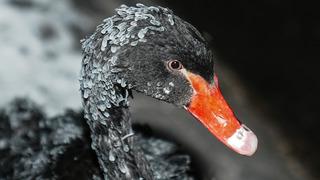 Başkentin simgesi Kuğulu Park'ta kartpostallık kış görüntüleri