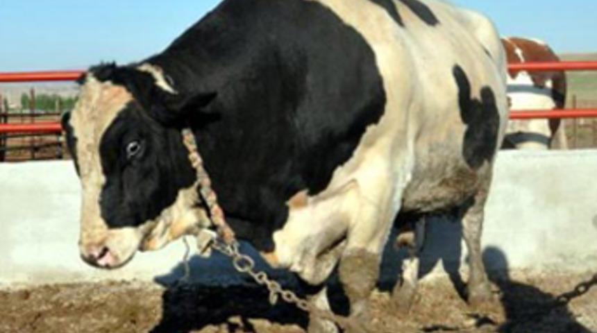 En pahalısı o ! Fiyatı dudak uçuklatıyor