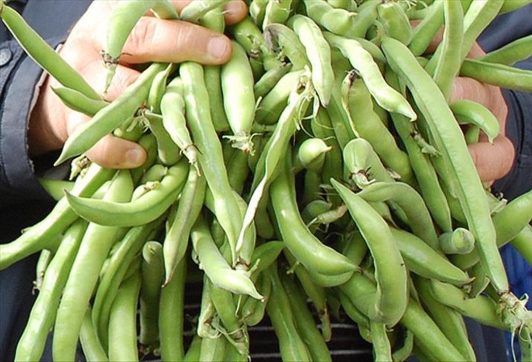 Kış ayında sebze ekilir mi? Soğuğa dayanıklı 10 sebze a&ccedil;ıklandı! 9