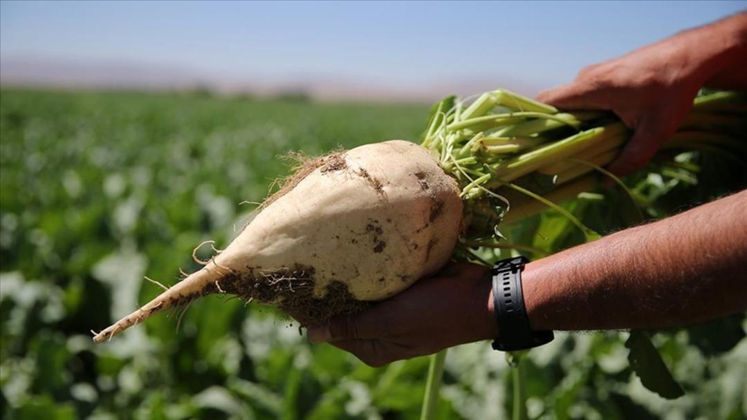 Kış ayında sebze ekilir mi? Soğuğa dayanıklı 10 sebze a&ccedil;ıklandı! 10