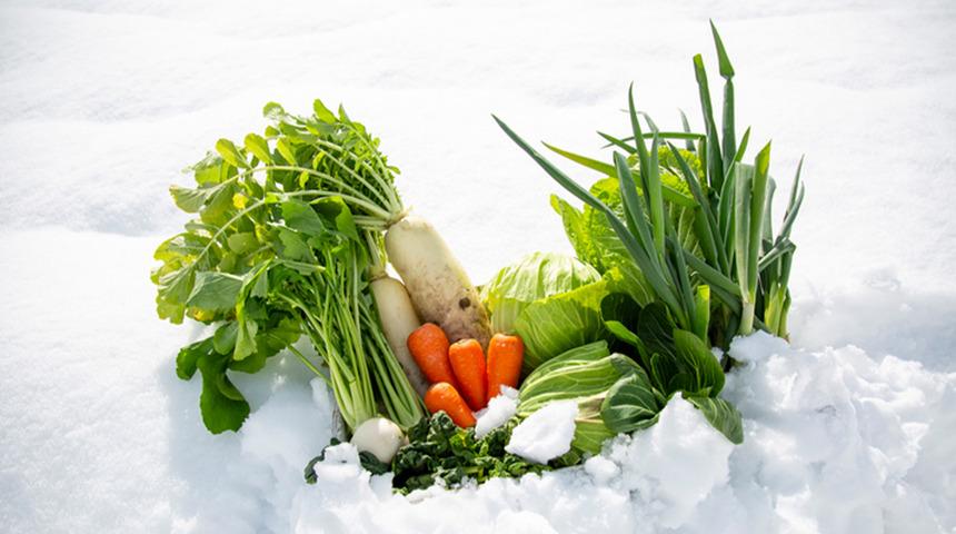 Kış ayında sebze ekilir mi? Soğuğa dayanıklı 10 sebze a&ccedil;ıklandı!