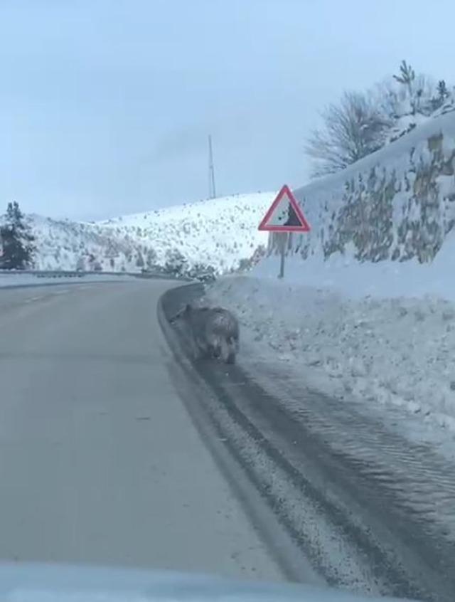 Bir anda yola &ccedil;ıktılar! Bozayılar kamerada 1