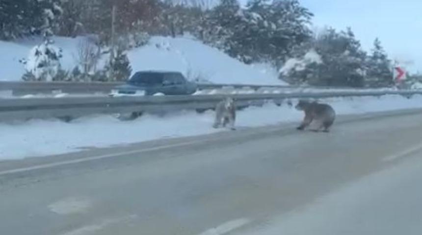 Bir anda yola &ccedil;ıktılar! Bozayılar kamerada
