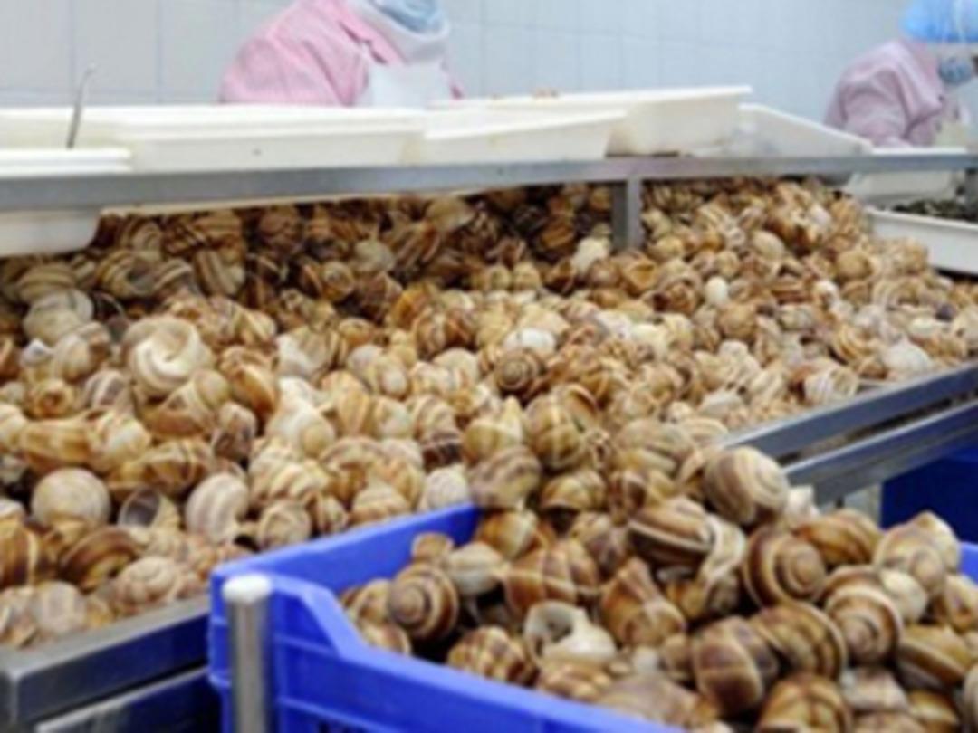 Kabuğu bile milyonlarca avro kazandırıyor