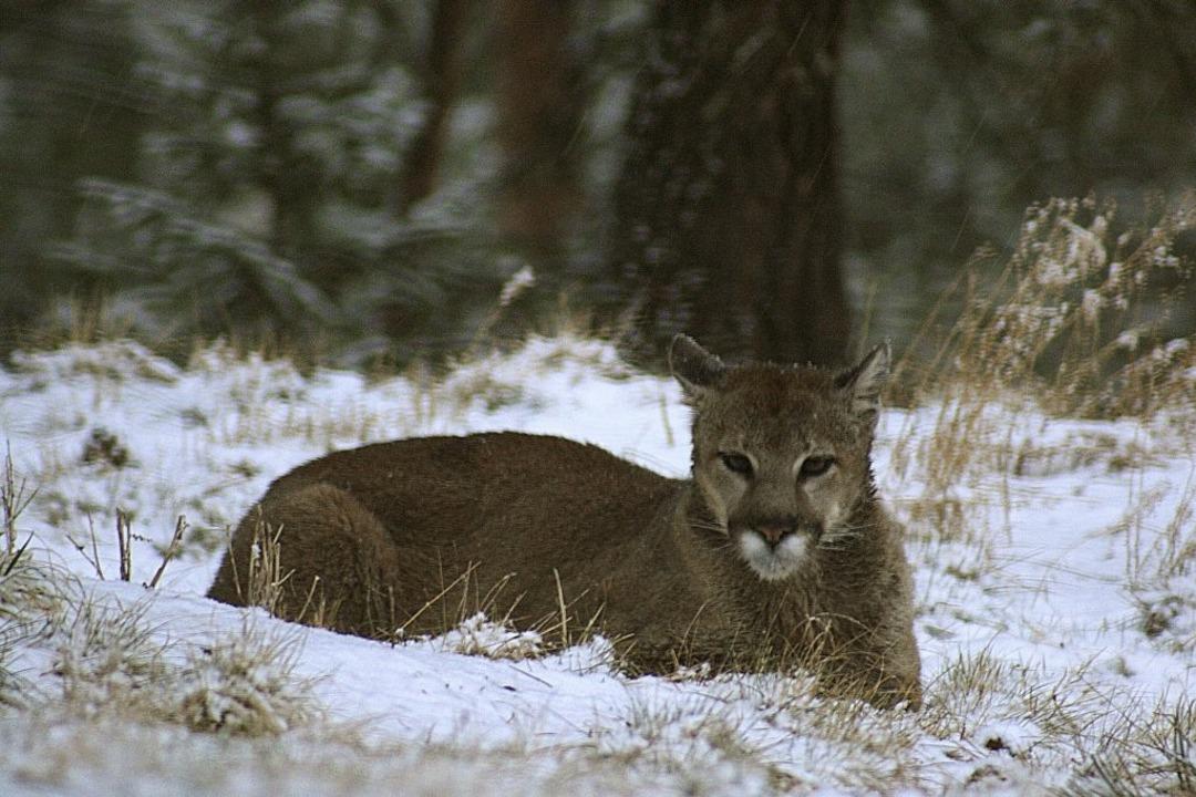 Tek başına y&uuml;r&uuml;y&uuml;ş yapıyordu! Karşısına &ccedil;ıktı, hayatını kaybetti 1