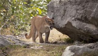 Tek başına y&uuml;r&uuml;y&uuml;ş yapıyordu! Karşısına &ccedil;ıktı, hayatını kaybetti
