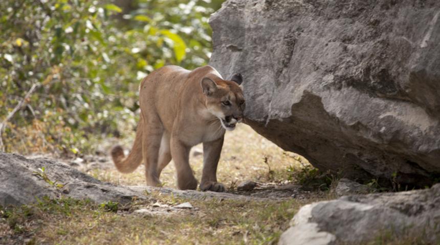 Tek başına y&uuml;r&uuml;y&uuml;ş yapıyordu! Karşısına &ccedil;ıktı, hayatını kaybetti
