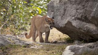 Tek başına yürüyüş yapıyordu! Karşısına çıktı, hayatını kaybetti