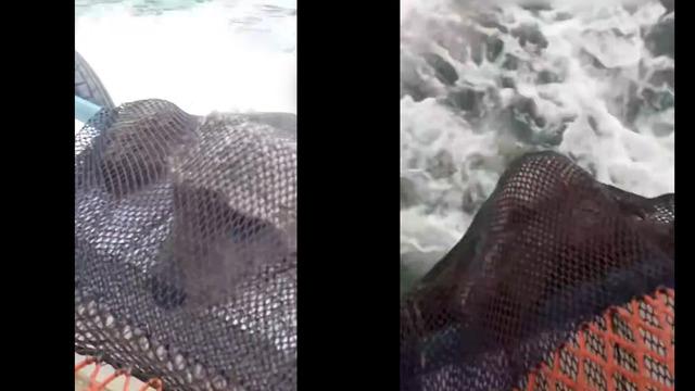 Giresun'da balık tutarken beklenmedik olay: Ağa ayı takıldı