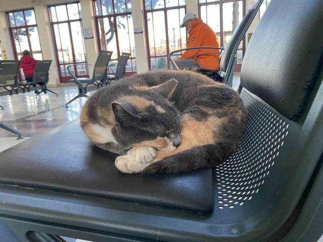 Soğuktan &uuml;ş&uuml;yen sokak kedileri tren garına ısındı 4